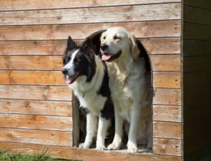 Two dogs in house - boarding 